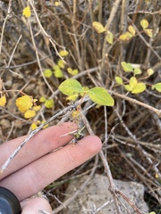 Symphoricarpos rotundifolius