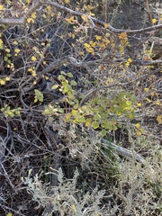 Symphoricarpos rotundifolius