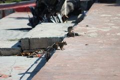Sciurus yucatanensis