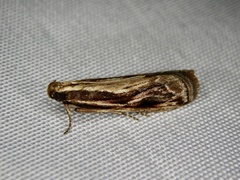 Spatulipalpia albistrialis
