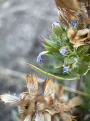 Dracocephalum parviflorum