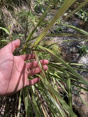 Austroderia richardii
