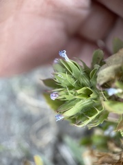Dracocephalum parviflorum