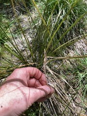 Carex virgata
