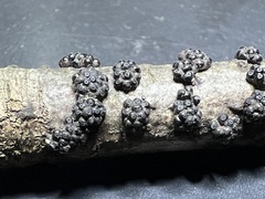 Annulohypoxylon annulatum