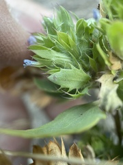 Dracocephalum parviflorum