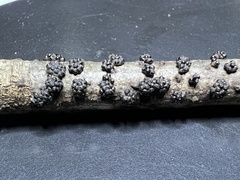 Annulohypoxylon annulatum