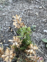 Dracocephalum parviflorum