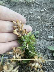 Dracocephalum parviflorum