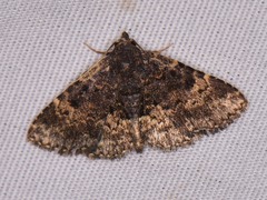 Metalectra diabolica