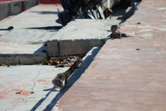 Sciurus yucatanensis