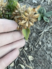 Dracocephalum parviflorum