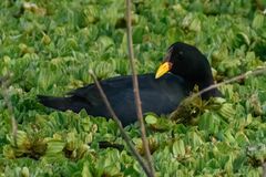 Fulica rufifrons