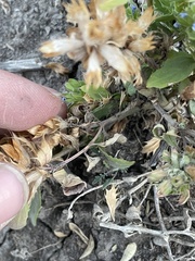 Dracocephalum parviflorum