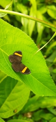 Riodinidae