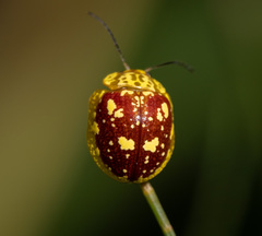 Paropsis maculata