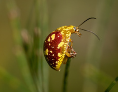 Paropsis maculata