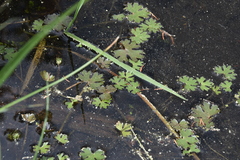 Ranunculus gmelinii