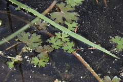 Ranunculus gmelinii