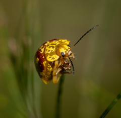 Paropsis maculata