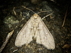 Demopsestis punctigera