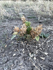 Dracocephalum parviflorum