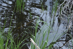 Carex aquatilis