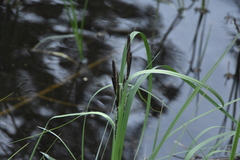 Carex aquatilis