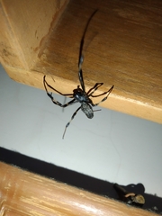 Nephilengys malabarensis