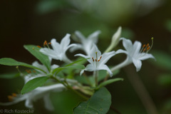 Rhododendron viscosum