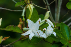 Rhododendron viscosum