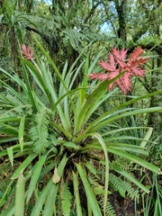 Aechmea distichantha