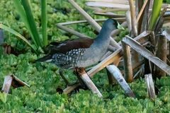 Porphyriops melanops