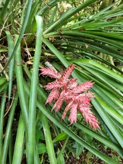 Aechmea distichantha