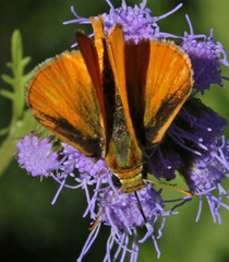 Copaeodes aurantiaca
