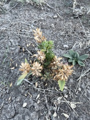 Dracocephalum parviflorum