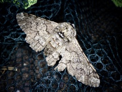 Biston robustum robustum