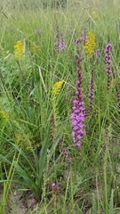Liatris acidota
