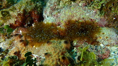 Lebrunia neglecta