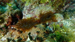 Lebrunia neglecta