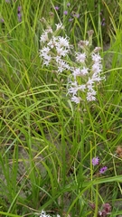 Liatris acidota