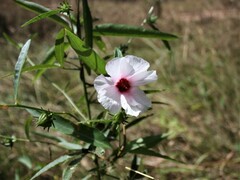 Hibiscus meraukensis