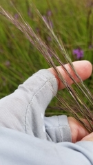 Aristida purpurea