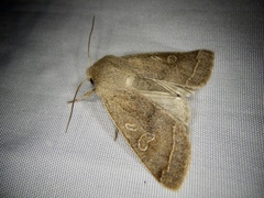 Anorthoa angustipennis