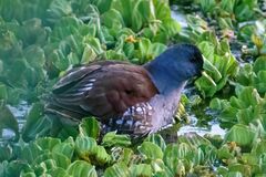 Porphyriops melanops