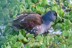 Porphyriops melanops