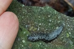 Megapallifera mutabilis