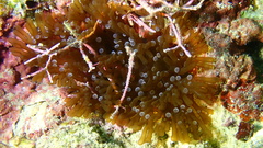 Lebrunia neglecta