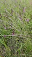 Aristida purpurea