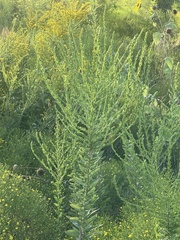 Solidago radula